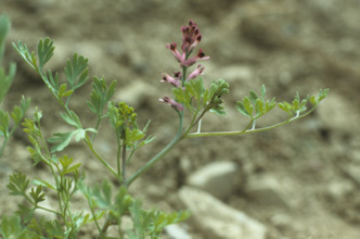 Fumatory, Fumaria officinalis