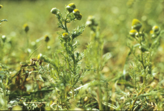 Pineapple Mayweed, Matricaria matricarioides