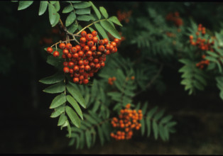 Rowan, Sorbus aucuparia