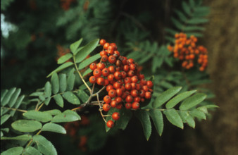 Rowan, Sorbus aucuparia
