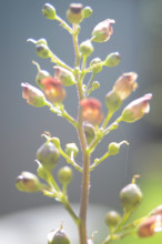 Figwort, Scrophularia nodosa