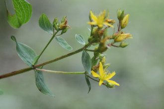 St John’s Wort, Hypericum sp