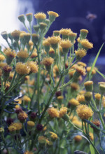 Ragwort, Senecio