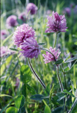 Red Clover, Trifolium pratense