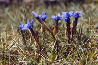Gentian, Gentiana verna, Burren