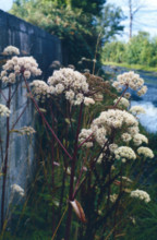 Angelica, Angelica sylvestris