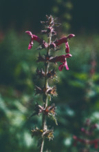 Woundwort, Stachys palustris