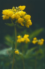 Birds Foot Trefoil, Lotus corniculatus
