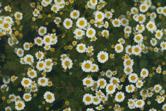 Feverfew, Tanacetum parthenium