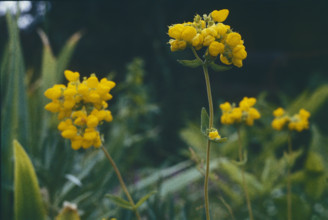Birds Foot Trefoil, Lotus corniculatus