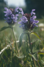 Self Heal, Prunella vulgaris