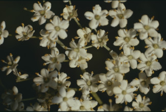 Elderberry flowering, Smbucus nigra