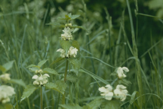 White Deadnettle, Lamium album