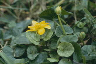 Marsh marigold, Caltha palustris
