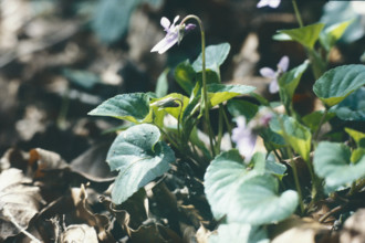 Violet, Viola odorata
