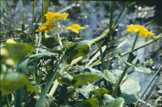 Marsh marigold, Caltha palustris
