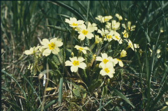 Cowslip, Primula veris