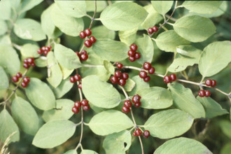 Fly Honeysuckle, Lonicera xylosteum
