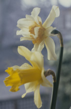 Daffodil, Narcissus pseudonarcissus