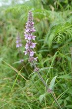 Purple Loosestrife, Lythrum salicaria
