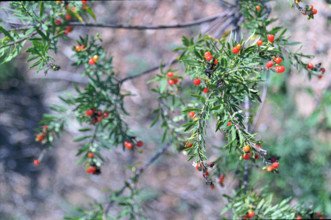Flax-leaved Dephne, Daphne gnidium, Corsica