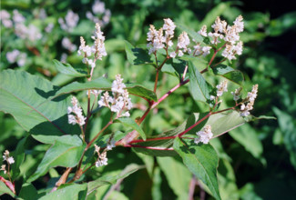Japanese Knotweed, Reynoutria japonica