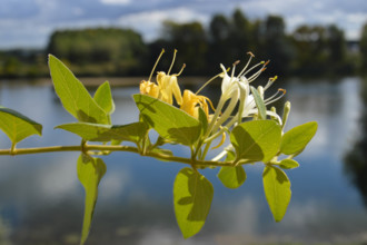 Honeysuckle, Lonicera periclymenum