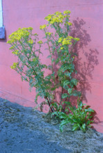 Ragweed, Senecio jacobea