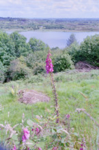 Callow Lake, County Mayo, Ireland, with Foxglove