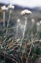 Mountain Everlasting, Antennaria dioica