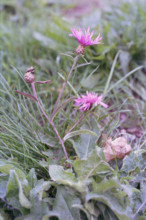 Knapweed, Centaurea