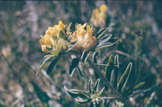 Kidney Vetch, Anthyllis vulneraria