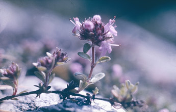 Wild Thyme, Thymus serpyllium