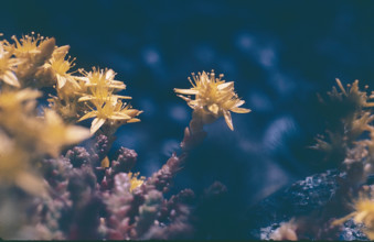 Stonecrop, Sedum acre