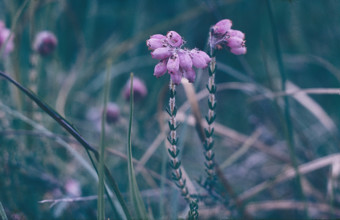 Cross-leaved Heath, Erica tetralix