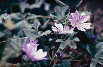 Mallow, Malva sylvestris