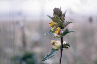 Yellow Rattle, Rhanthus minor