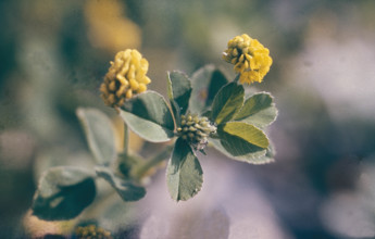 Hop Trefoil. Trifolium campestre