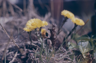 Coltsfoot, Tussalago farfara