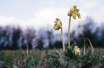 Cowslip. Primula veris