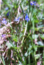 Veronica, Veronica chamaedrys