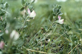 Rest Harrow, Ononis repens