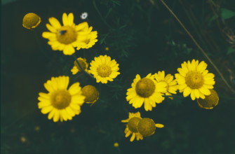 Golden Chamomile, Anthermis tinctora