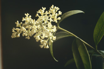 Privet, Ligustrum vulgare