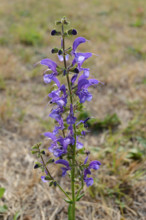 Meadow Clary, Salvia pratensis