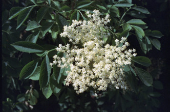 Elder flowers, Sambucus nigra