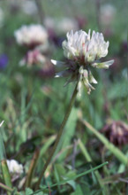 White Clover, Trifolium repens