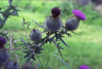 Spear Thistle, Cirsium vulgare