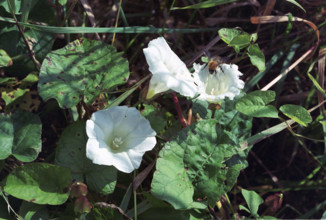 Bindweed, Calystegia sepium