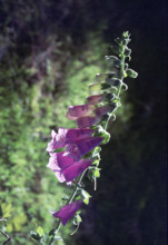Foxglove, Digitalis purpura